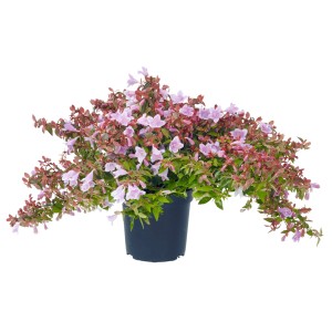 Abelie "Lynn Pinky Bells" Weiß Höhe ca. 10-20 cm Topf ca. 1 l Abelia grandiflora