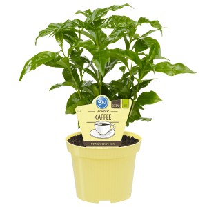 Blu Kaffeestrauch Topf-Ø ca. 12 cm