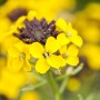 Gelber Goldlack (Erysimum) im Topf, eine bienenfreundliche Staude von GROW by OBI.