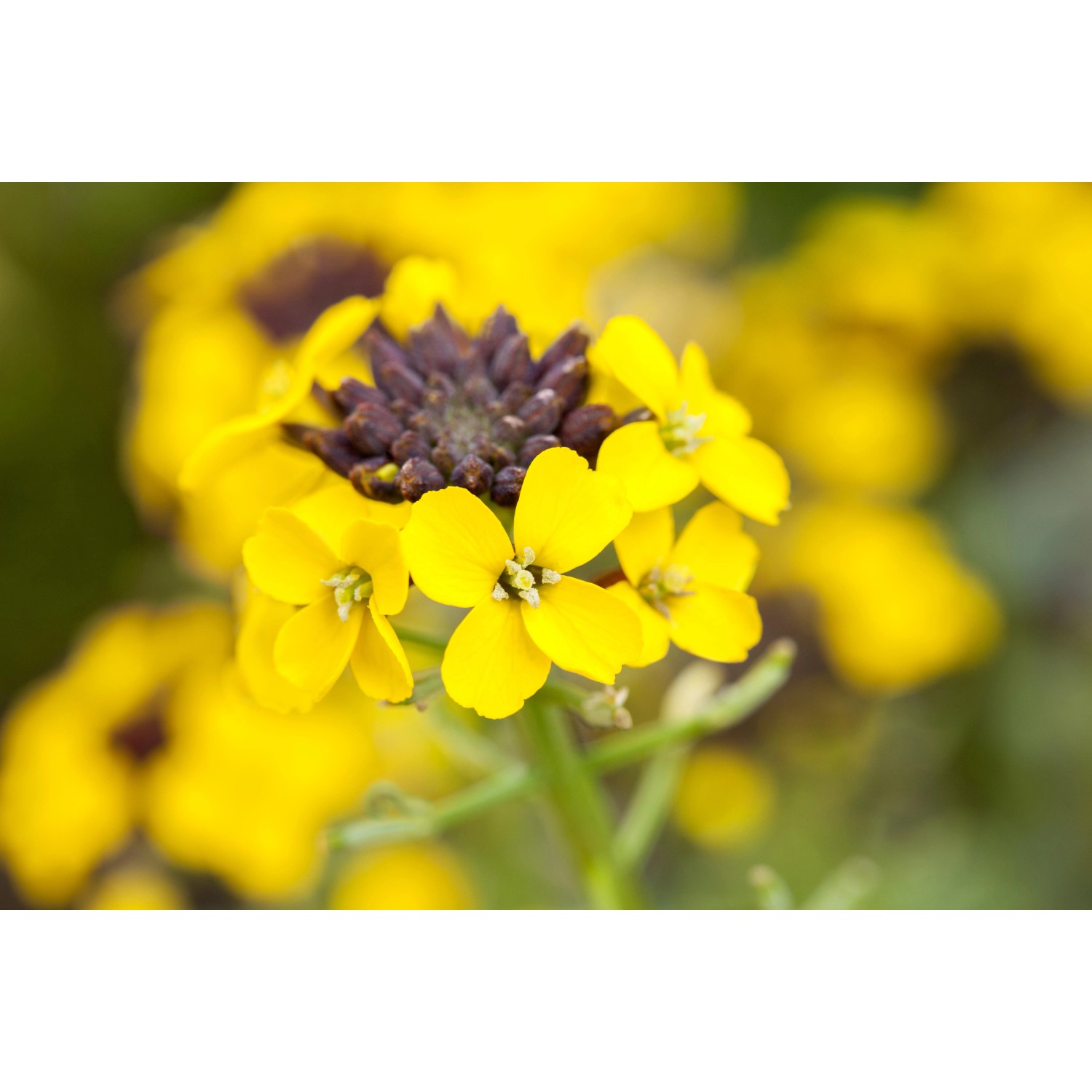 Gelber Goldlack (Erysimum) im Topf, eine bienenfreundliche Staude von GROW by OBI.