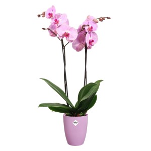 Rosa Orchidee im Elho Green Basics Topf. Zimmerpflanze im lila Übertopf.