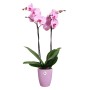 Rosa Orchidee im Elho Green Basics Topf. Zimmerpflanze im lila Übertopf.