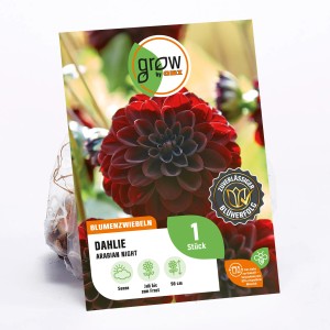 Verpackung GROW by OBI Dahlie Arabian Night, dunkelrote Blüte, Höhe ca. 90cm. Blumenzwiebel für Beet und Kübel.