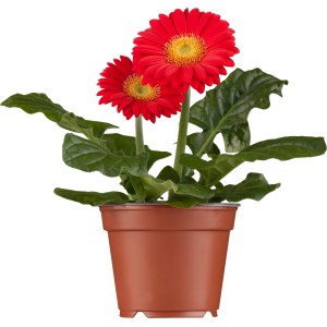 Rote Gerbera im Topf, ca. 20-30 cm hoch, ideal für Beet und Balkon.