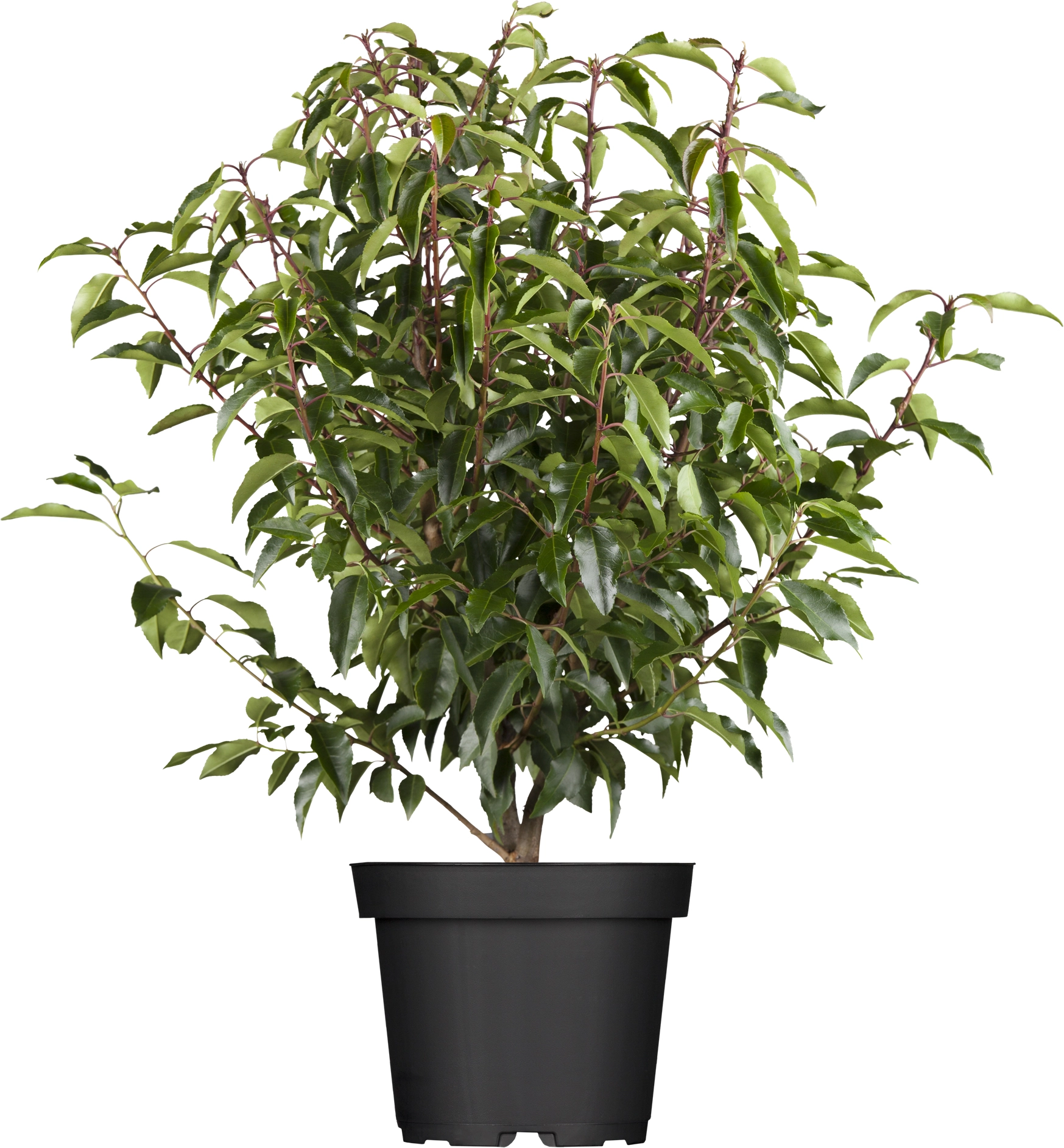 OBI Portugiesischer Kirschlorbeer "Angustifolia" Höhe ca. 6080 cm Topf