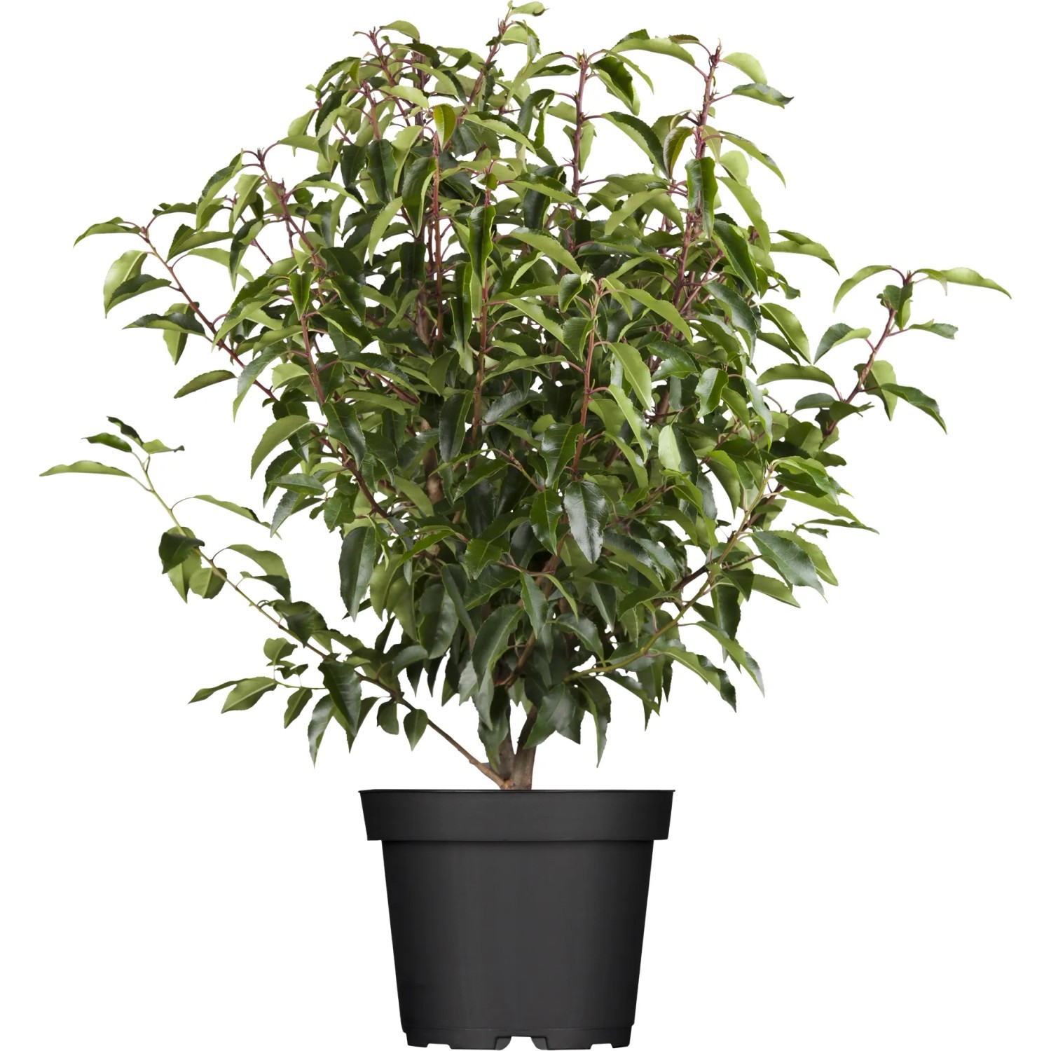 OBI Portugiesischer Kirschlorbeer "Angustifolia" Hhe ca. 60-80 cm Topf ca.  5 l kaufen bei OBI