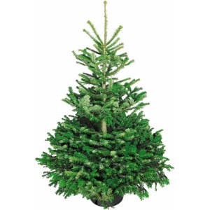 Weihnachtsbaum Echte Nordmanntanne 175 - 200 cm hoch gesägt