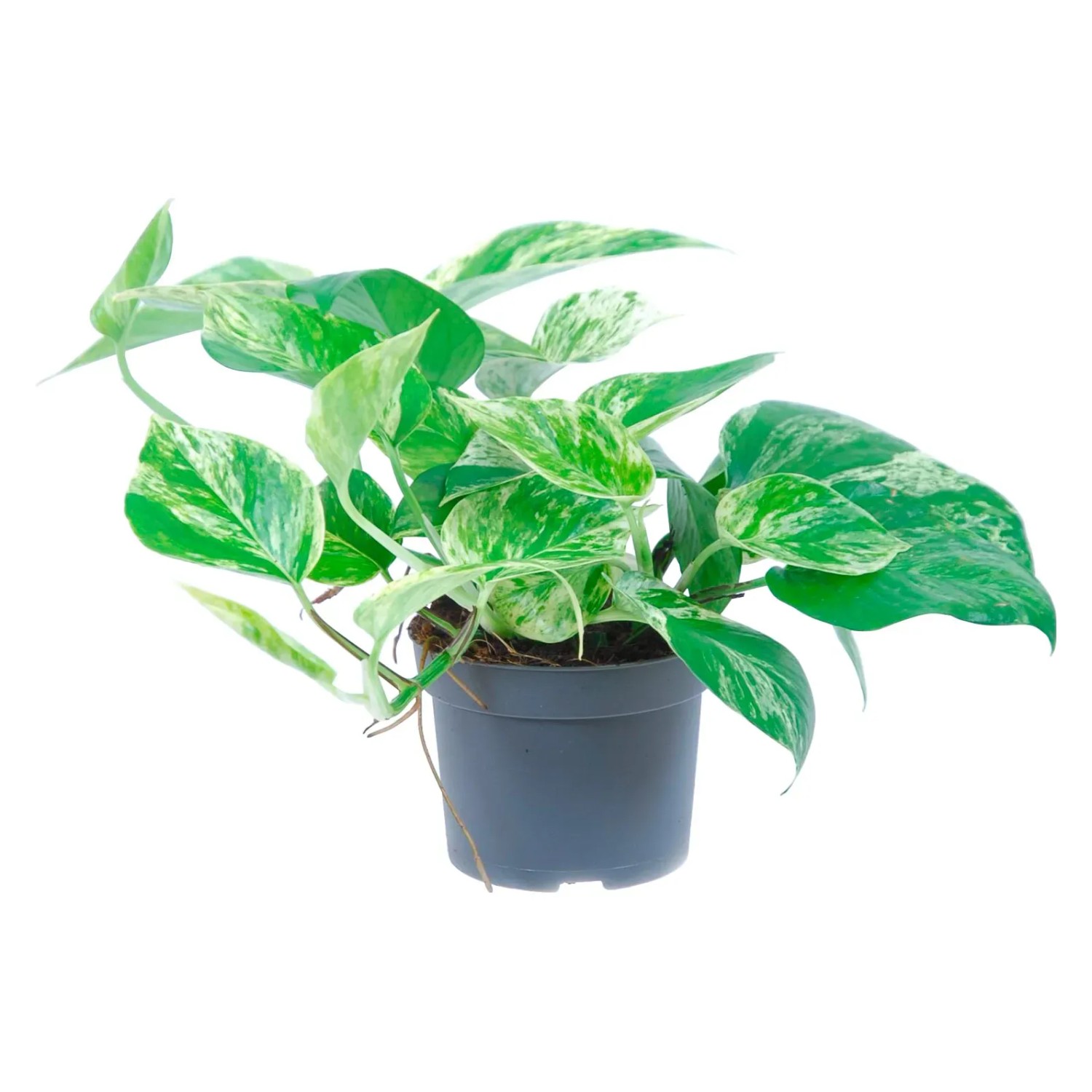 Efeutute "Marble Queen" Topf- ca. 12 cm Epipremnum kaufen bei OBI