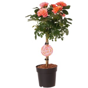 GROW by OBI Rose Sugar Candy Topf 6l  als Stamm