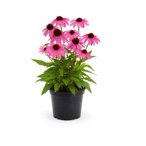 Sonnenhut 'SunMagic Hot Pink' im Topf: Pinke Blüten mit dunklem Kegel, insektenfreundlich.