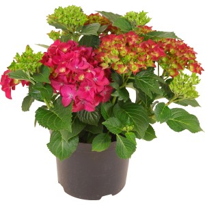 Bauernhortensie Rot Höhe ca. 45 cm Topf ca. 5 l Hydrangea Macrophylla