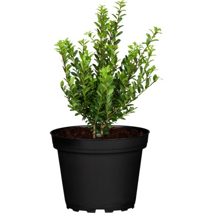 Japanische Stechpalme "Green Hedge" Busch Ilex crenata kaufen bei OBI