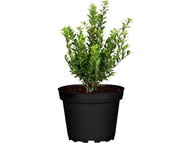 Japanische Stechpalme "Green Hedge" Busch Ilex crenata kaufen bei OBI