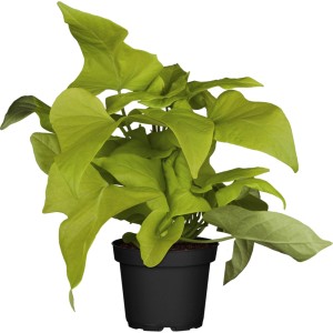 Grüne Süßkartoffelblume im Topf (ca. 12cm Ø). Hängepflanze mit üppigem Blattwerk.