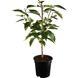 OBI Zierkirsche Rosaweiß Höhe ca. 80 - 100 cm Topf ca. 5 l Prunus