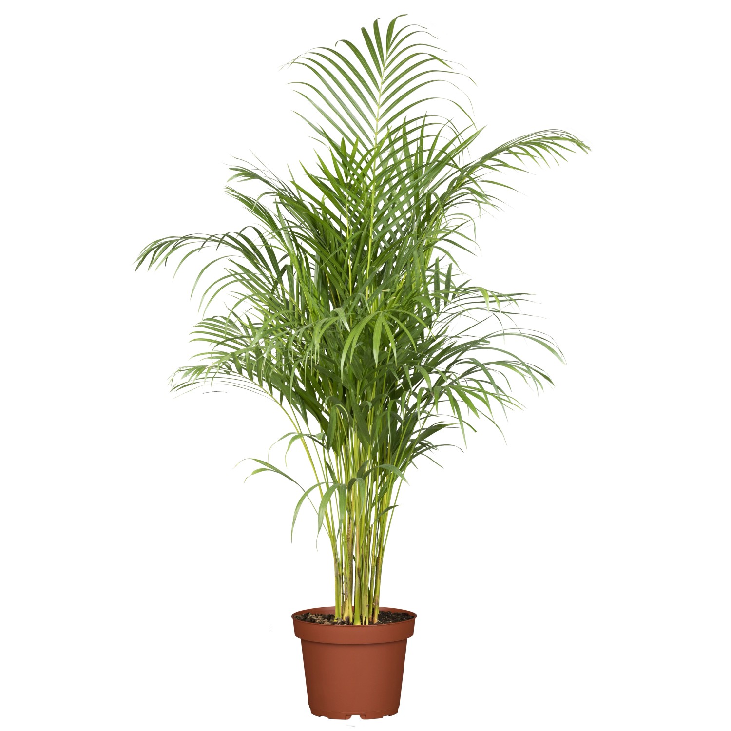 Goldfruchtpalme (Areca-Palme) Höhe ca. 50 cm Topf-Ø ca. 14 cm Dypsis lutescens kaufen bei OBI