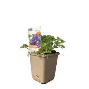 GROW by OBI Dalmatiner Polster-Glockenbl Violettbl Topf-Ø ca. 9 x 9 cm Campanula