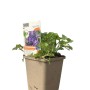 GROW by OBI Dalmatiner Glockenblume im Topf, violette Blüten. Polsterstaude für sonnige Standorte.