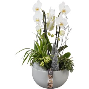 Winterliches Orchideen-Arrangement in grauer Keramik Topf-Ø ca. 26 cm