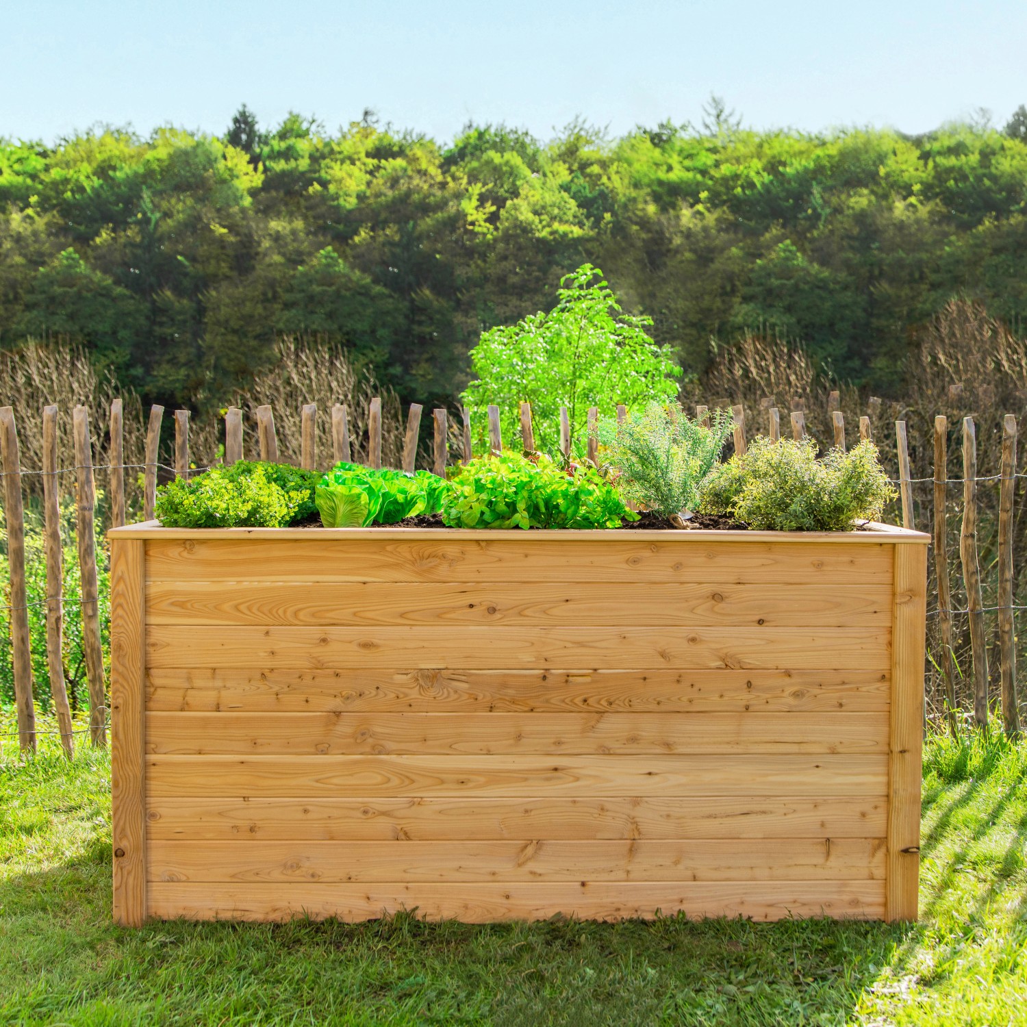 Westmann Hochbeet aus Lärche, 100x65x66 cm, mit Bepflanzung im Garten.