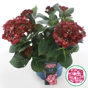 Bauernhortensie "Royalty Beauty of Boskoop" Höhe ca. 35 cm Topf-Ø ca. 20 cm