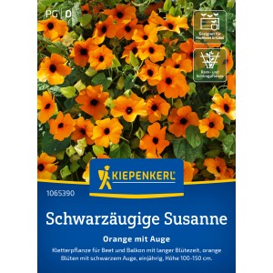 Kiepenkerl Schwarzäugige Susanne Orange mit Auge: Orangene Blüten mit schwarzem Zentrum, Nahaufnahme.