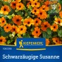 Kiepenkerl Schwarzäugige Susanne Orange mit Auge: Orangene Blüten mit schwarzem Zentrum, Nahaufnahme.
