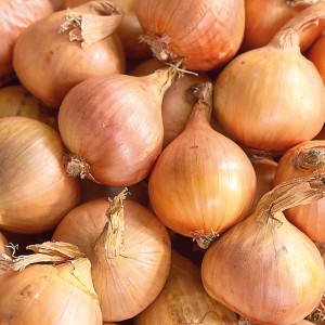 Pflanzschalotten Golden Gourmet, 500g, für den Anbau im Garten.