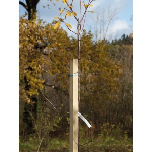 Baumpfahl, 4x4x150 cm, gespitzt und druckimprägniert, zur Stabilisierung junger Bäume.
