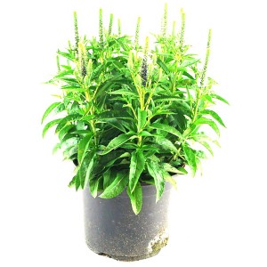 Ähriger Ehrenpreis (Veronica spicata) im Topf, ca. 25 cm hoch.