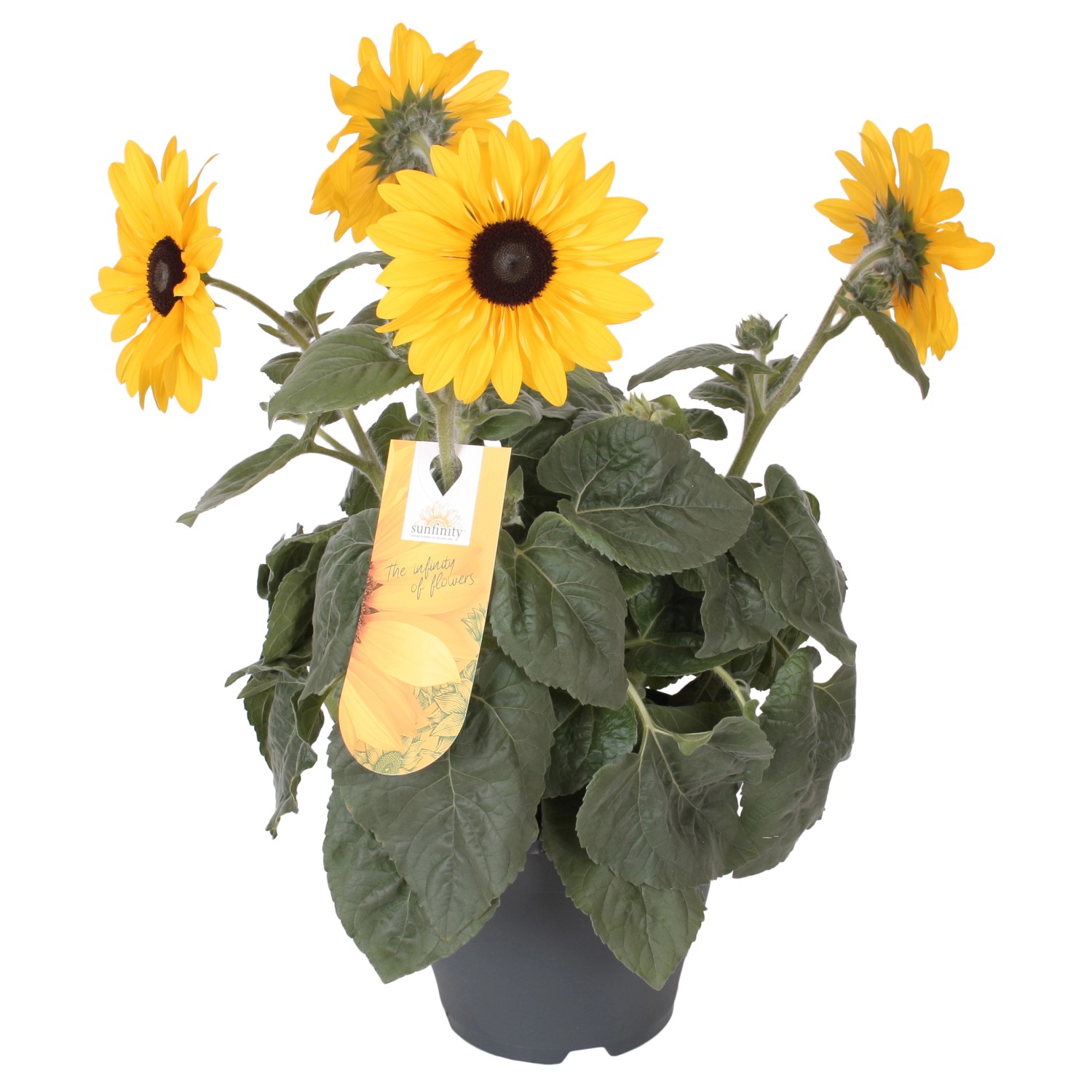 Sonnenblume "Sunfinity" TopfØ ca. 23 cm Helianthus annuus kaufen bei OBI