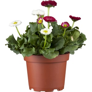 Tausendschön im Topf, eine farbenfrohe Frühjahrsbepflanzung mit roten und weißen Blüten.