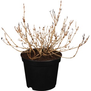 Weigelie All Summer Peach Apricot im 3 l Topf, noch ohne Blätter.