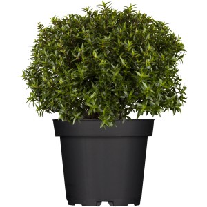 Brautmyrte (Myrthus microphylla) im schwarzen Topf, immergrüne Kübelpflanze für Innen & Außen.