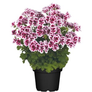 Duftgeranie (Pelargonium crispum) im Topf mit rosa-weißen Blüten.