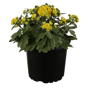 Gelbe Silberrand-Chrysantheme (Ajania) im Topf, ca. 12 cm Ø. Blühende Beetpflanze.