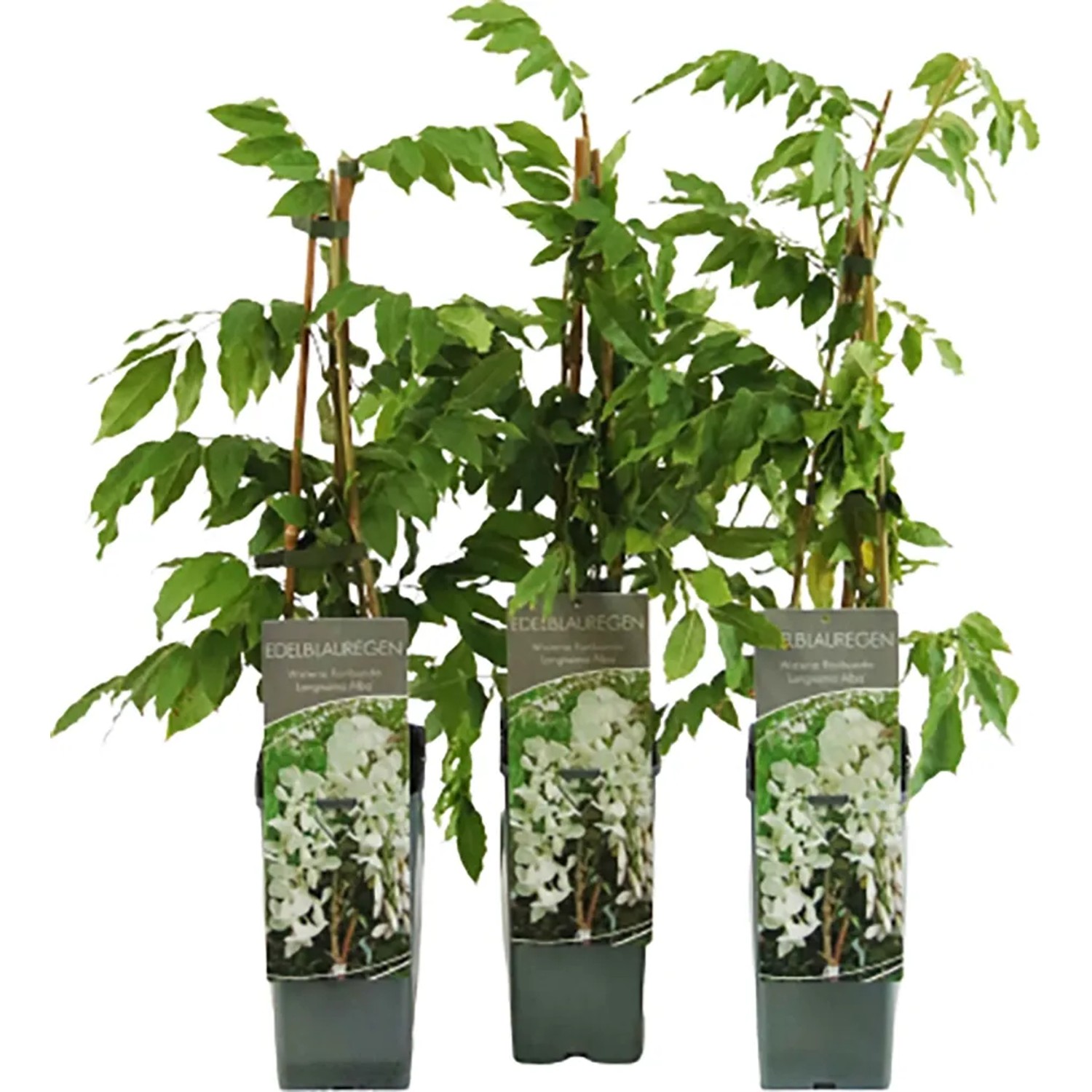red congo variegata Philodendron 