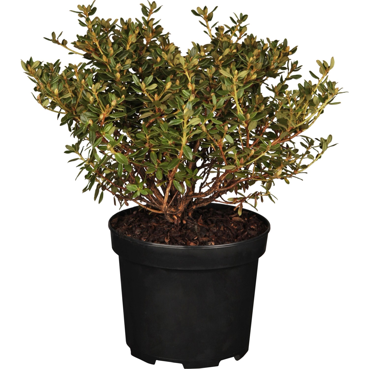 GROW by OBI Kleinblttriger-Rhododendron "Saint Merryn" Violett Topf ca.  4,6 l kaufen bei OBI