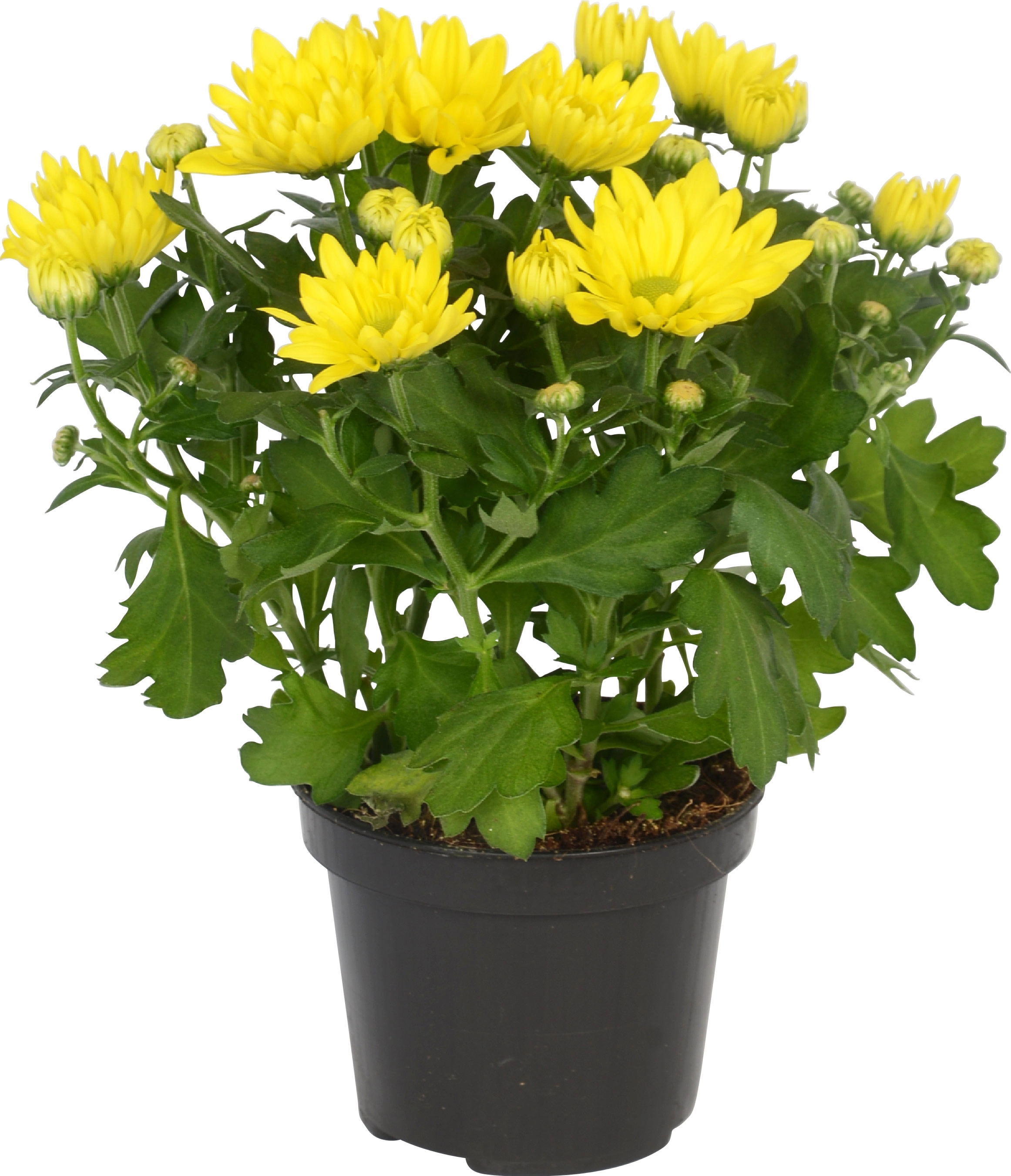 OBI Chrysantheme TopfØ ca. 12 cm Chrysanthemum kaufen bei OBI
