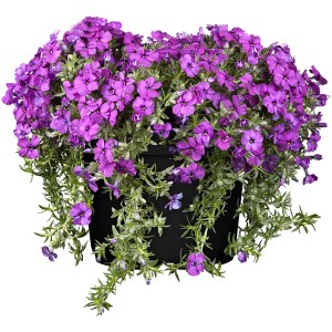 Garten-Teppich-Flammenblume (Phlox) im Topf, violette Blüten.