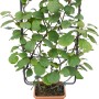GROW by OBI Kiwi im Topf mit Rankhilfe, ca. 90cm hoch. Grüne Blätter, brauner Topf.