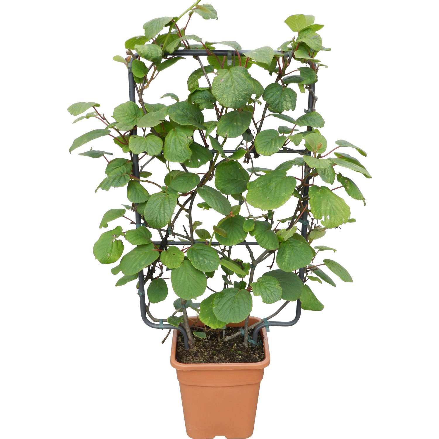 GROW by OBI Kiwi im Topf mit Rankhilfe, ca. 90cm hoch. Grüne Blätter, brauner Topf.