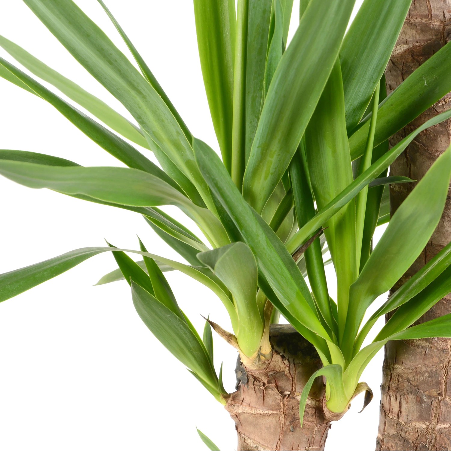 GROW by OBI Palmlilie 3er Stamm Hhe 130-140 cm Topf  24 cm Yucca  Elephantipes kaufen bei OBI