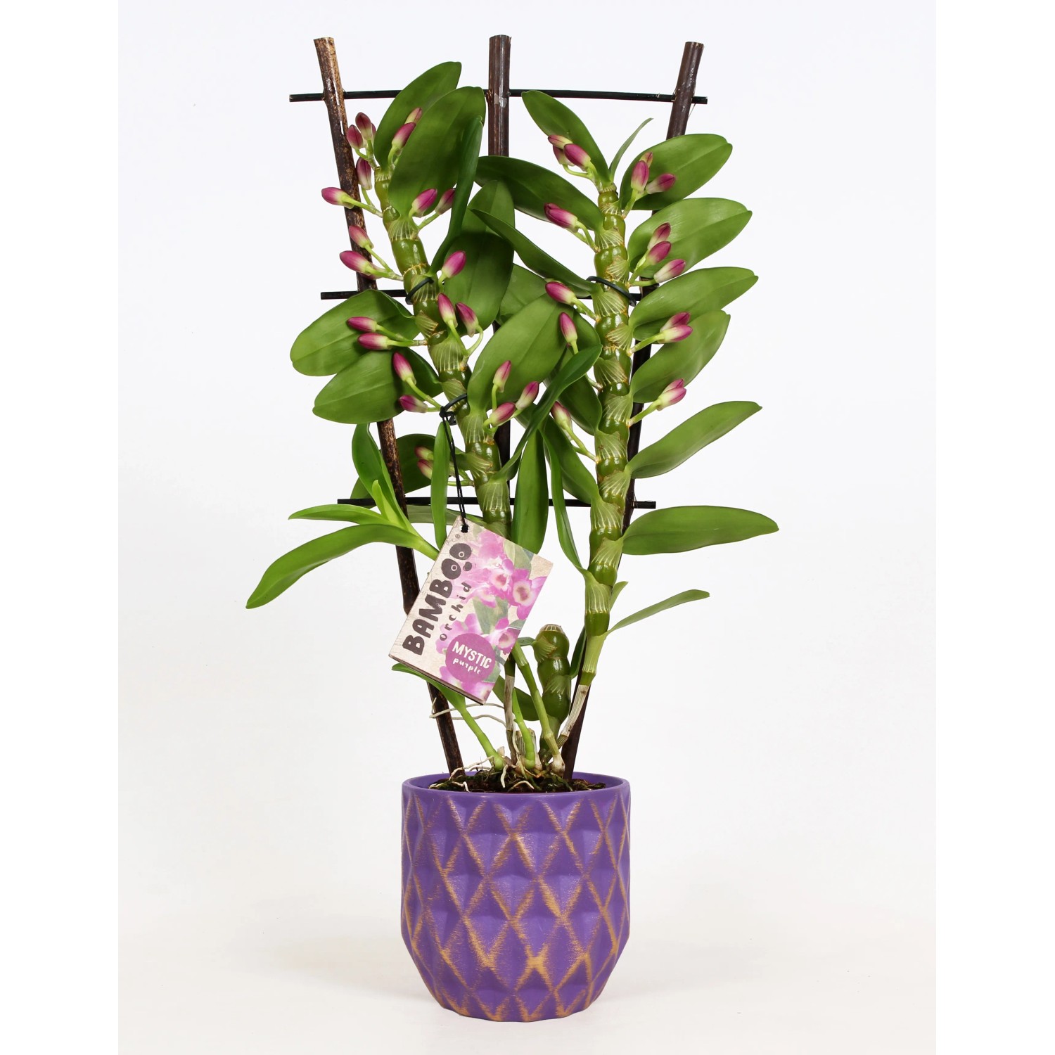 Bambus-Orchidee 2-Trieber Violett im Keramik-Gef Topf- ca. 12 cm  Dendrobium kaufen bei OBI
