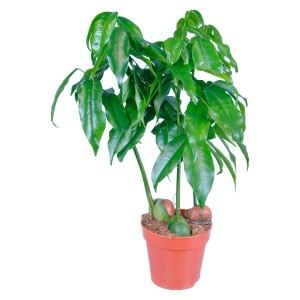 Australische Kastanie (Castanospermum) im Topf, grüne Blätter. Zimmerpflanze für sonnige Standorte.