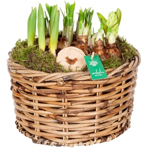 Frühlingsarrangement im Korb mit Zwiebelpflanzen, Ø 26cm. Dekorative Bepflanzte Schale für den Außenbereich.