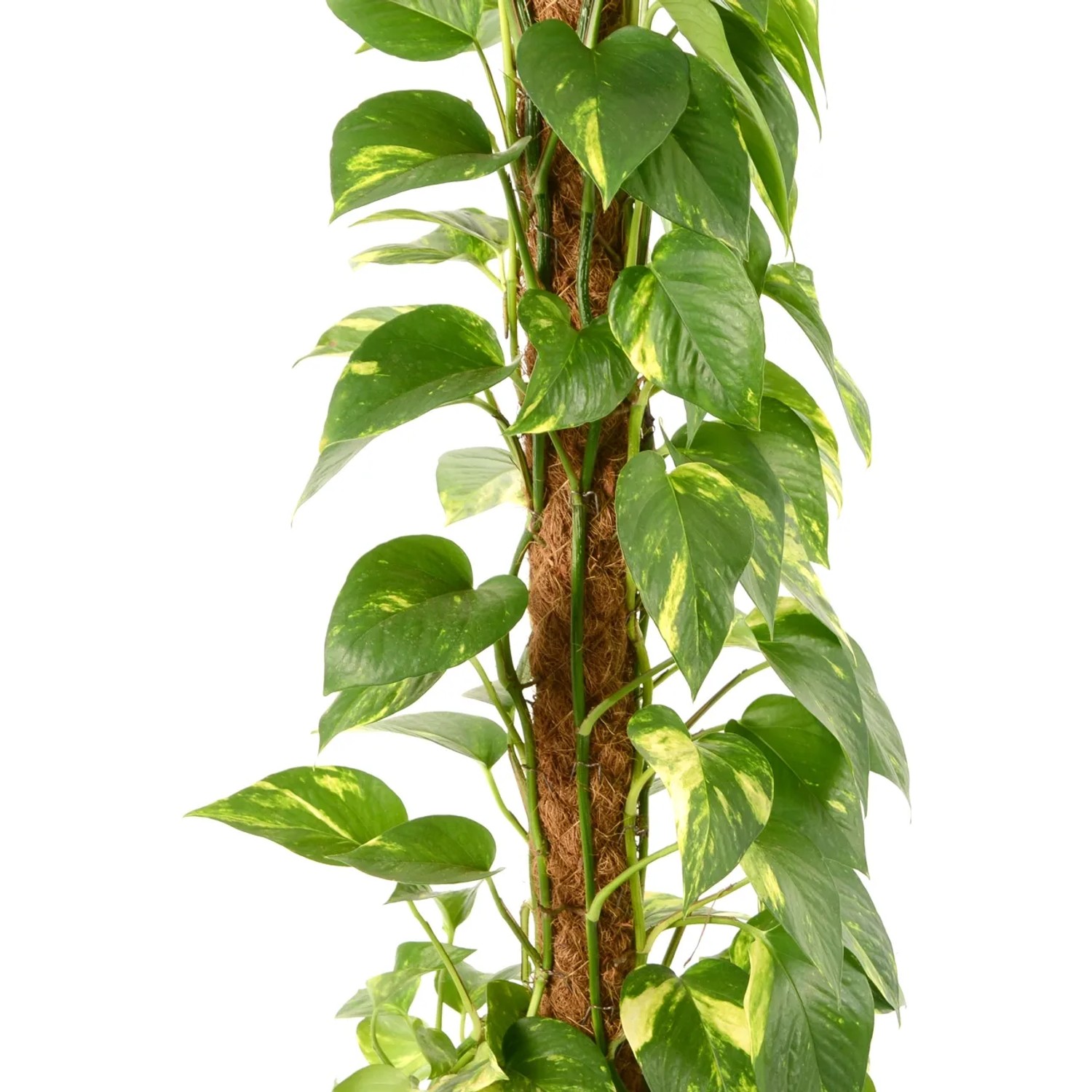 Efeutute am Moosstab Hhe ca. 90 - 100 cm Topf- ca. 21 cm Epipremnum  pinnatum kaufen bei OBI