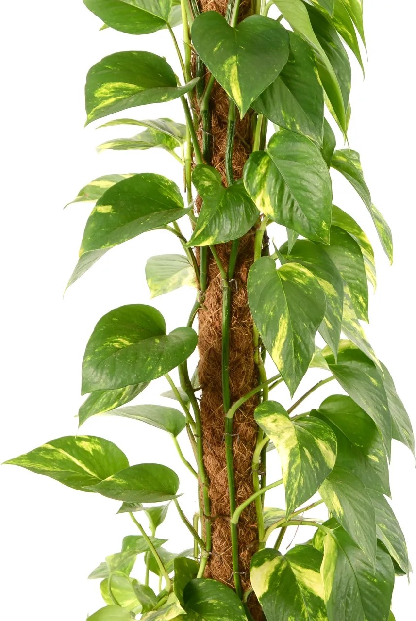 Efeutute am Moosstab Höhe ca. 90 100 cm TopfØ ca. 21 cm Epipremnum