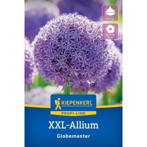 Kiepenkerl Zierlauch Globemaster Blumenzwiebel mit großer, violetter Blüte.