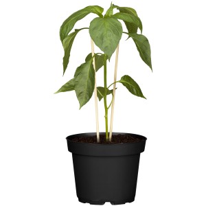 Gelbe Paprika-Pflanze (Capsicum annuum) im Topf, ca. 12 cm Ø.
